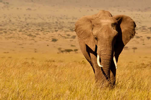 amboseli safaris and tours