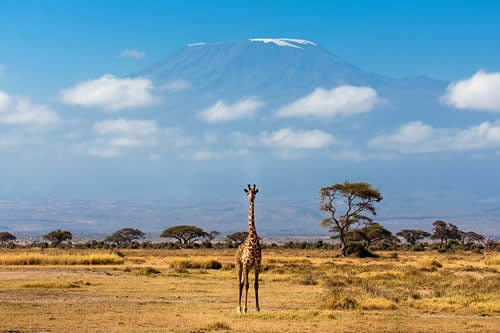 amboseli safaris