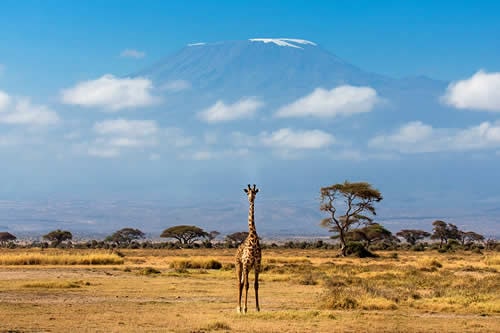 amboseli safaris