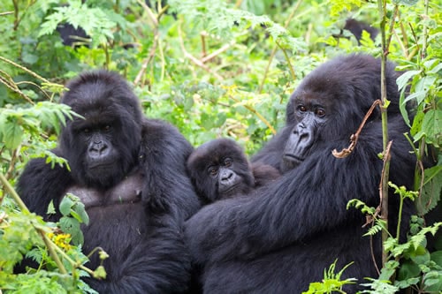 gorilla tours bwindi