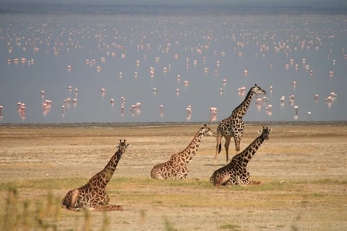 lake manyara tanzania safaris
