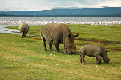 lake nakuru safaris