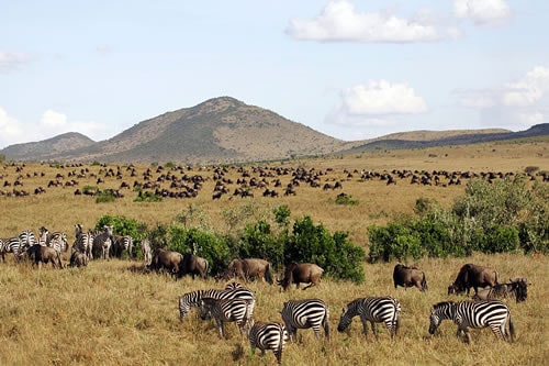 masai mara safaris