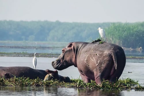 murchison falls