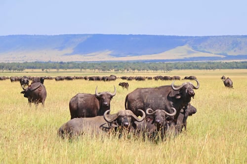 ngorongoro conservancy