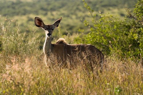 ol pejeta