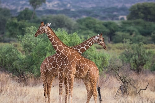 samburu safaris