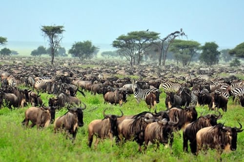 serengeti park kenya tanzania safaris