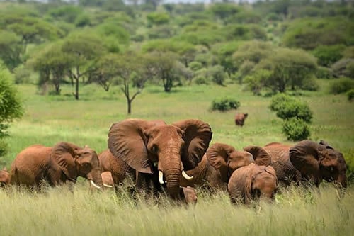 serengeti wildlife