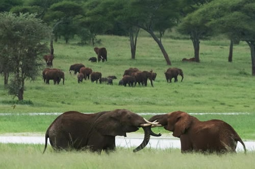 tarangire national park tanzania safaris