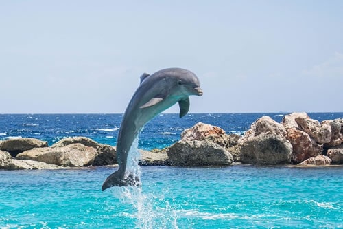 zanzibar safaris