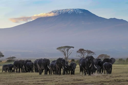 amboseli safaris