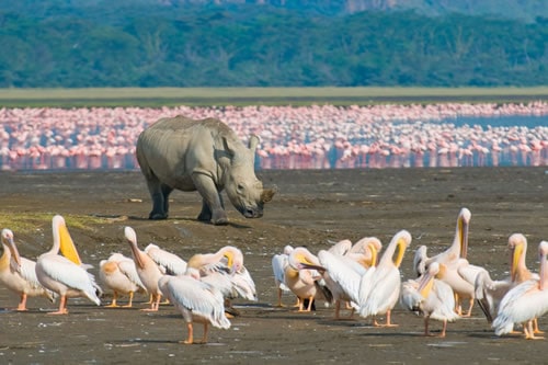 lake nakuru day trips