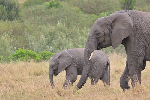 masai mara safaris