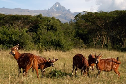 mt kenya tours