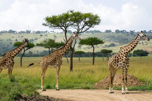 samburu national park safaris