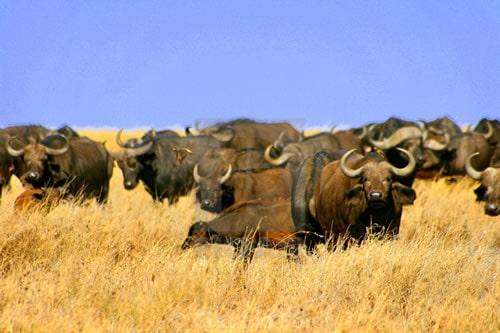 serengeti national park