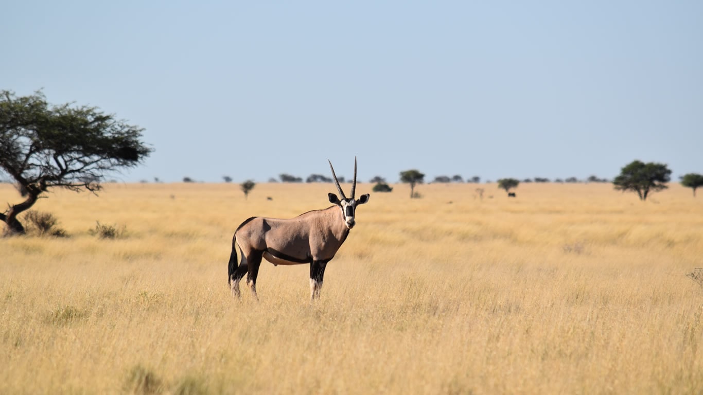 kenya tanzania safaris